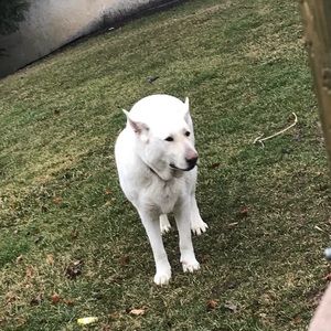 Meet your Posher, Josiah